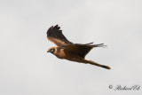 Stäpphök - Pallid Harrier (Circus macrourus)