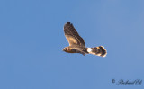 Stäpphök - Pallid Harrier (Circus macrourus)