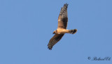 Stäpphök - Pallid Harrier (Circus macrourus)