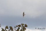 Blå kärrhök - Hen Harrier (Circus cyaneus)
