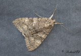 Vinkelbandat Ordensfly - Red Underwing (Catocala nupta)