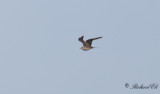 Kustlabb - Arctic Skua (Stercorarius parasiticus)