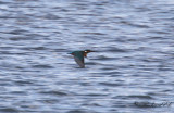 Kungsfiskare - Common Kingfisher (Alcedo atthis)