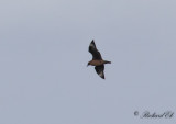 Storlabb - Great Skua (Stercorarius skua)