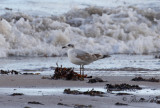 Svarthuvad mås - Mediterranean Gull (Larus melanocephalus)
