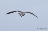 Svarthuvad mås - Mediterranean Gull (Larus melanocephalus)