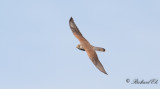 Tornfalk - Common Kestrel (Falco tinnunculus)