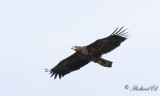 Havsörn - White-tailed Eagle (Haliaeetus albicilla)