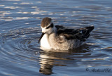 Smalnäbbad simsnäppa - Red-necked Phalarope (Phalaropus lobatus)