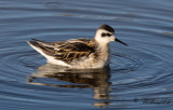 Smalnäbbad simsnäppa - Red-necked Phalarope (Phalaropus lobatus)