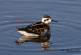 Smalnäbbad simsnäppa - Red-necked Phalarope (Phalaropus lobatus)