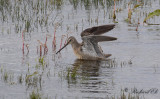 Större beckasinsnäppa - Long-billed Dowitcher (Limnodromus scolopaceus)