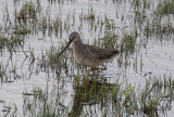 Större beckasinsnäppa - Long-billed Dowitcher (Limnodromus scolopaceus)