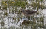 Strre beckasinsnppa - Long-billed Dowitcher (Limnodromus scolopaceus)