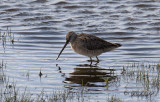Större beckasinsnäppa - Long-billed Dowitcher (Limnodromus scolopaceus)