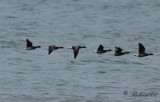 Ljusbukig prutgås - Pale-bellied Brant Goose (Branta bernicla hrota)