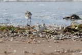 Sandlöpare - Sanderling (Calidris alba)
