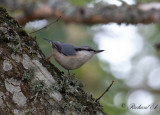 Nötväcka - Eurasian Nuthatch (Sitta europaea)