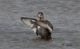 Ringand - Ring-necked Duck (Aythya collaris)