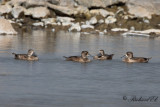 Ringand - Ring-necked Duck (Aythya collaris)