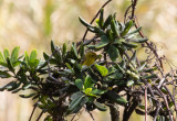 Svartkronad skogssngare - Wilsons warbler (Cardellina pusilla)