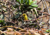Svartkronad skogssångare - Wilson's warbler (Cardellina pusilla)