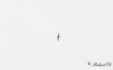 Blek tornseglare - Pallid Swift (Apus pallidus)