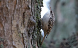Trädgårdsträdkrypare - Short-toed Treecreeper (Certhia brachydactyla)