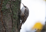 Trdgrdstrdkrypare - Short-toed Treecreeper (Certhia brachydactyla)