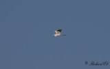 Ägretthäger - Great Egret (Ardea alba)