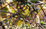 Svartkronad skogssångare - Wilson's warbler (Cardellina pusilla)