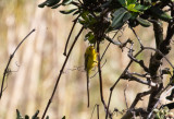 Svartkronad skogssångare - Wilson's warbler (Cardellina pusilla)