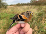 Bergfink - Brambling (Fringilla montifringilla)