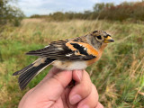 Bergfink - Brambling (Fringilla montifringilla)