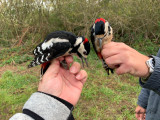 Större hackspett - Great Spotted Woodpecker (Dendrocopos major)