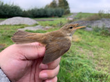 Rörsångare - Reed Warbler (Acrocephalus scirpaceus)