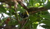 Grönryggig skogssångare - Black-throated Green Warbler (Setophaga virens)