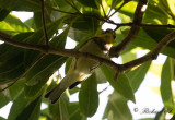 Grönryggig skogssångare - Black-throated Green Warbler (Setophaga virens)