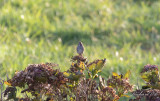 Vitstrupig sparv - White-throated Sparrow (Zonotrichia albicollis)