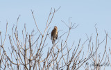 Indigosparv - Indigo Bunting (Passerina cyanea)