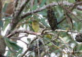 Scharlakanstangara - Scarlet Tanager (Piranga olivacea)