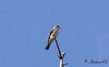 Östlig Pivi - Eastern Wood Pewee (Contopus virens)