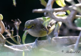 Vitögd vireo - White-eyed Vireo (Vireo griseus)