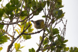 Messångare - Northern Parula (Parula americana)