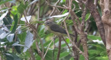 Kanadavireo - Philadelphia Vireo (Vireo philadelphicus)