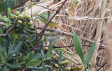 Taigasångare - Yellow-browed Warbler (Phylloscopus inornatus)
