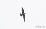 Skorstenseglare - Chimney Swift (Chaetura pelagica)