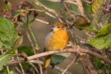 Nordlig trupial - Baltimore Oriole (Icterus galbula)