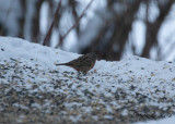 Rostsparv - Cretzschmar's Bunting (Emberiza caesia)