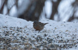 Rostsparv - Cretzschmar's Bunting (Emberiza caesia)